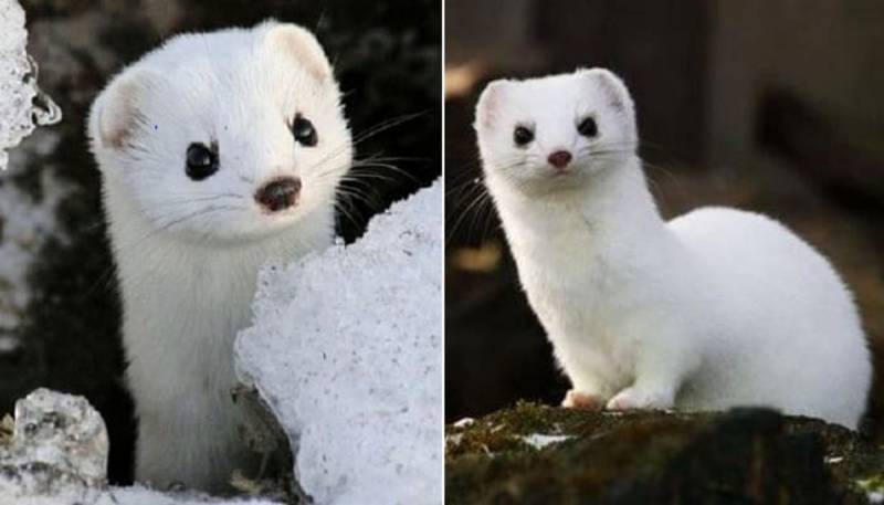 로판에서 사냥대회 좀 없었으면 좋겠음 | 인스티즈