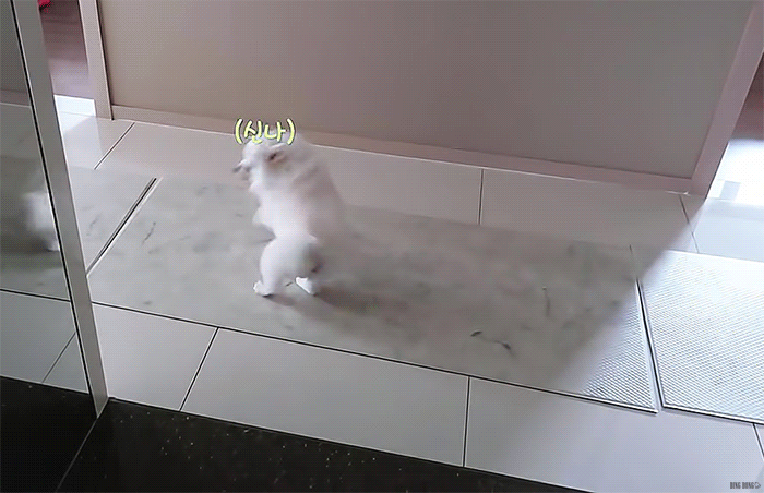 [잡담] 본진이 본가갔을때 강아지 반응 너무 귀여움 | 인스티즈