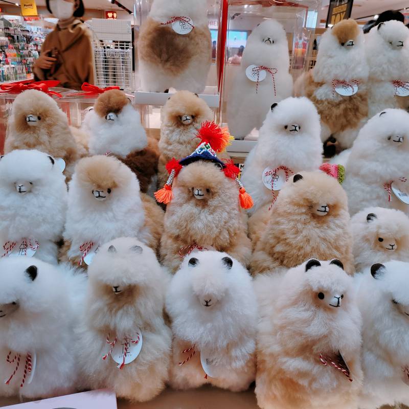 알파카 하나 입양하고 싶다... | 인스티즈