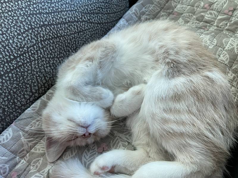 울애기 자는거바ㅜㅜ | 인스티즈