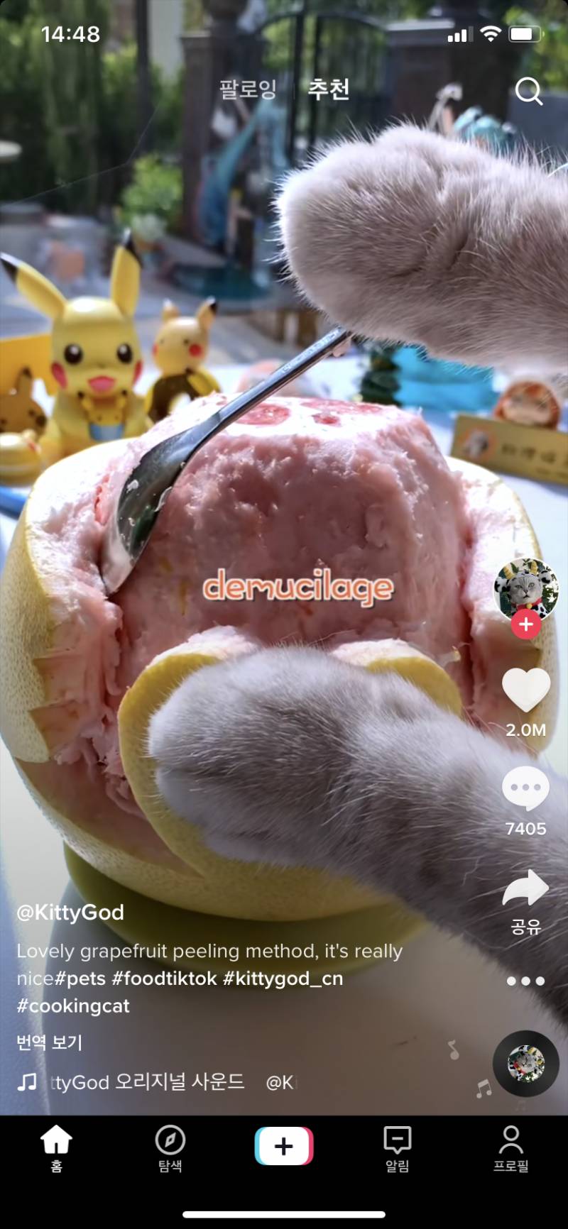 이런건 어떻게 찍는거야????? 고양이가 요리하는 영상 | 인스티즈