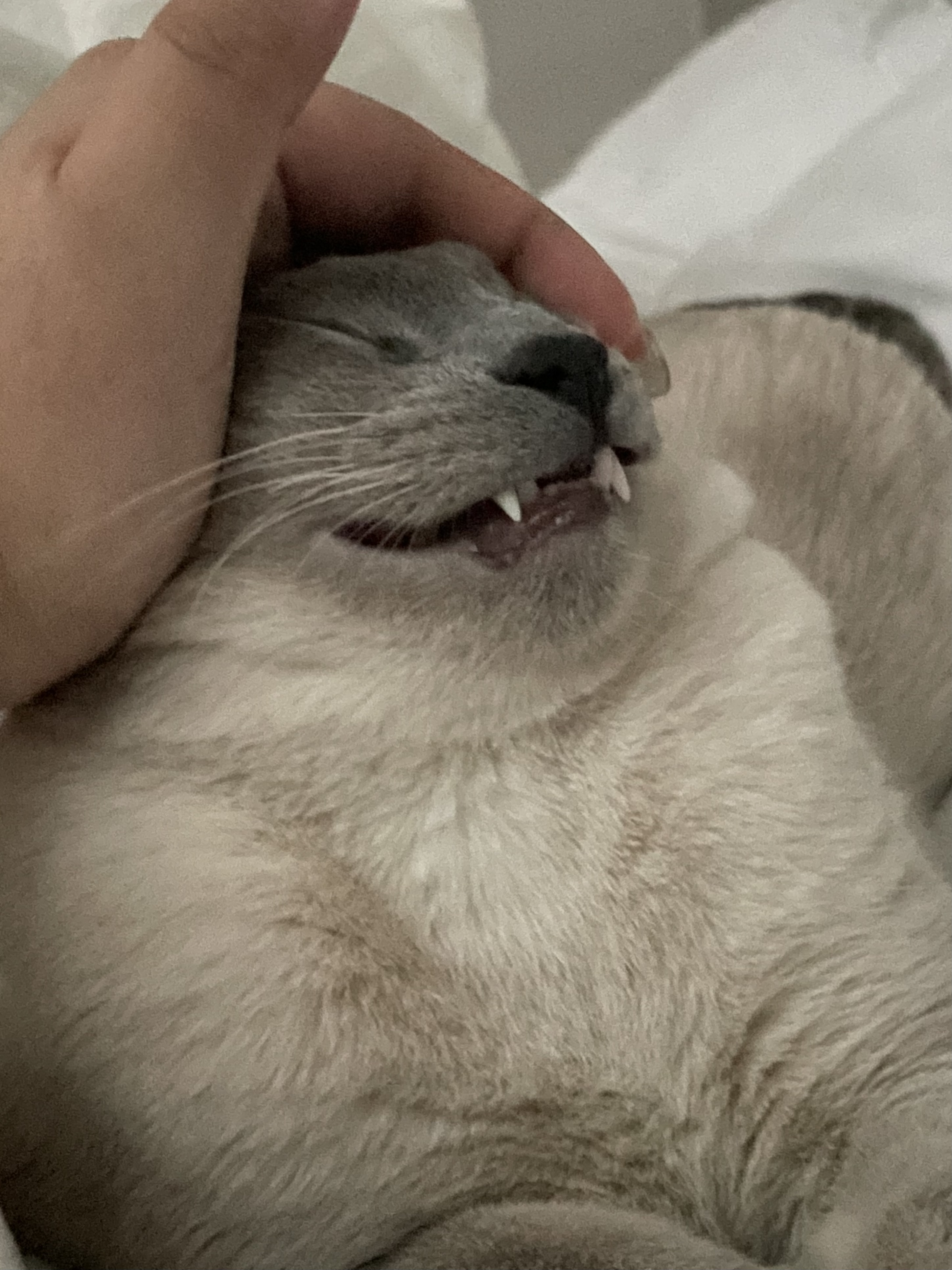 고양이 만지는데 ... | 인스티즈