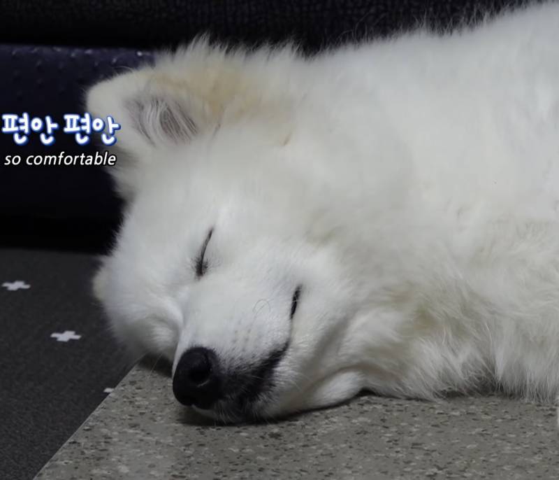 이 강아지 유튜브 어디채널인지 아는익인 | 인스티즈