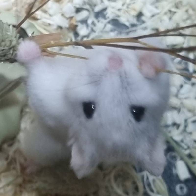 햄슷터… 좋아하는 익더라… 이거 봐…….. 미치게 귀여워 | 인스티즈