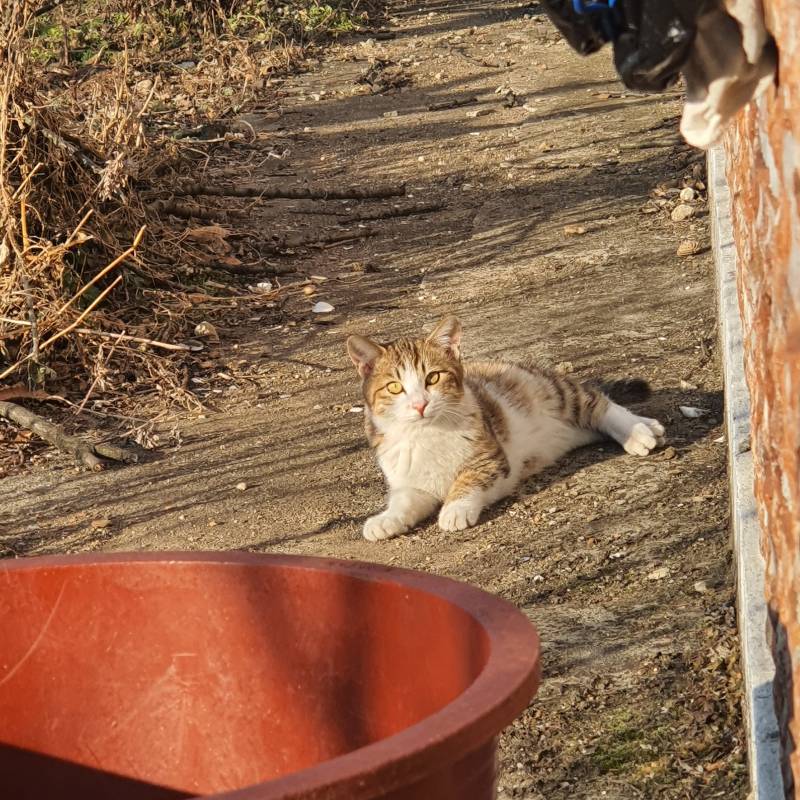 나도 고양이랑 친해지고싶다... | 인스티즈