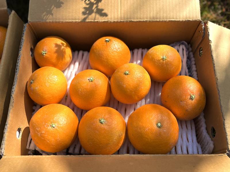 🍊제주도에서 부모님이 직접하시는 황금향 팔아요🍊 | 인스티즈