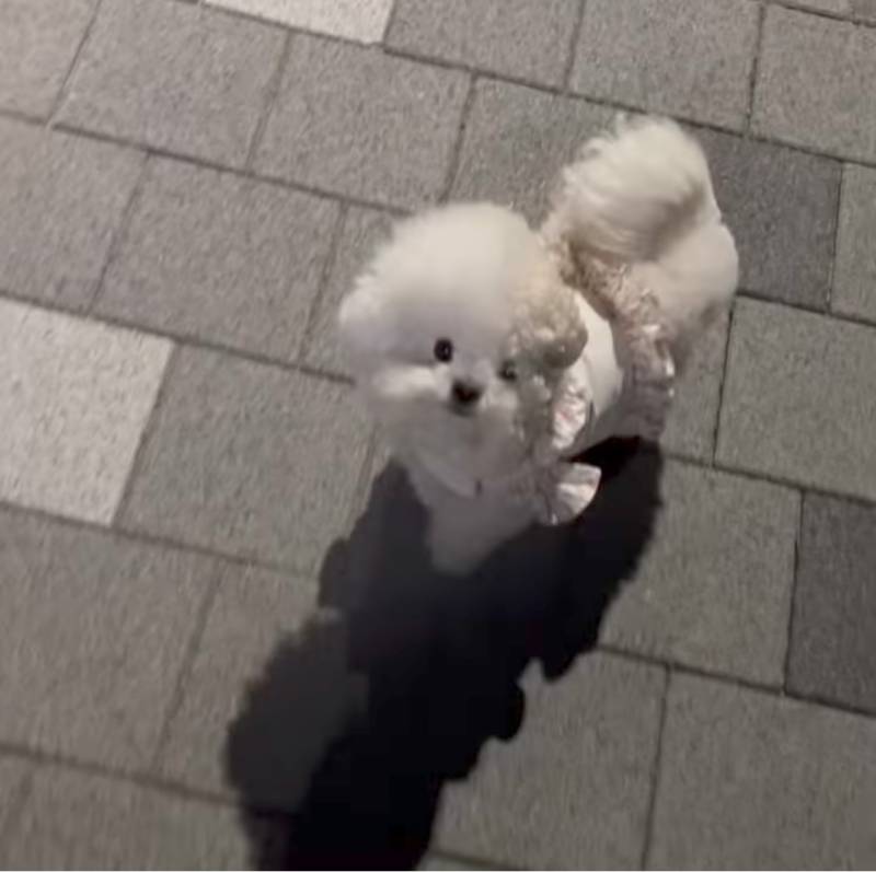 비숑은 바람불면 이렇게 생겼구나 - 인스티즈(instiz) 일상 카테고리