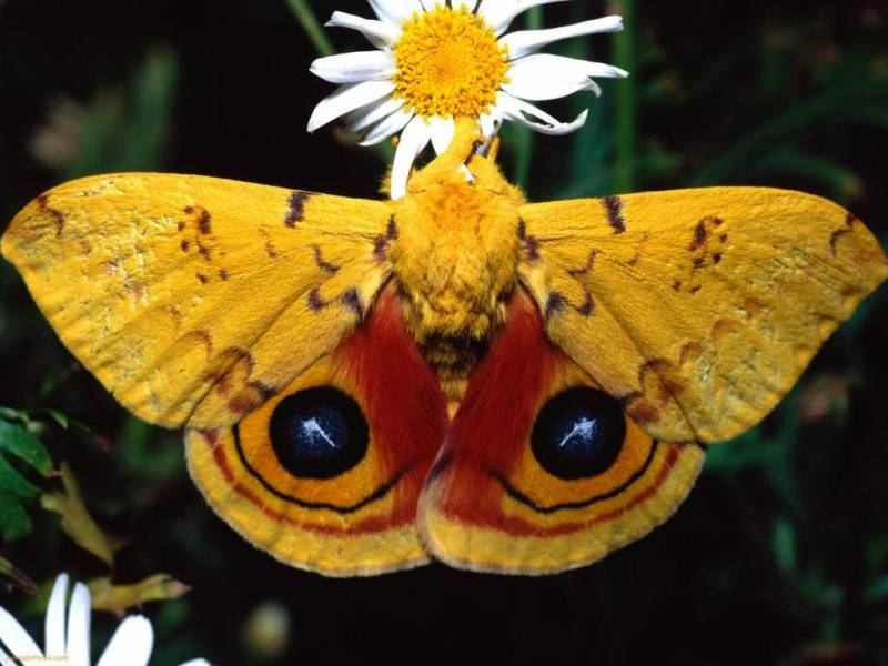 와 나방 나비랑 다르게 섬뜩한 무늬다 (벌레 사진 ㅎㅇㅈㅇ | 인스티즈