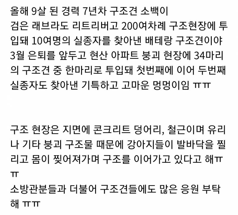 광주 현산 아파트 붕괴 사고 두 번째 실종자도 찾아낸 구조견 소백이 | 인스티즈