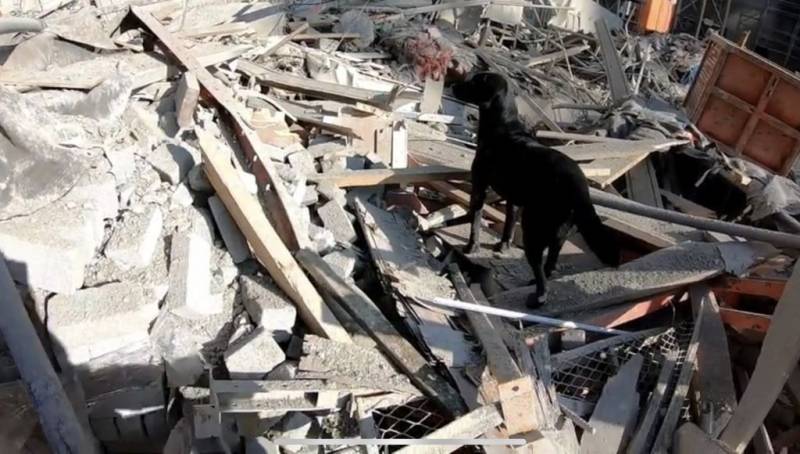 광주 현산 아파트 붕괴 사고 두 번째 실종자도 찾아낸 구조견 소백이 | 인스티즈