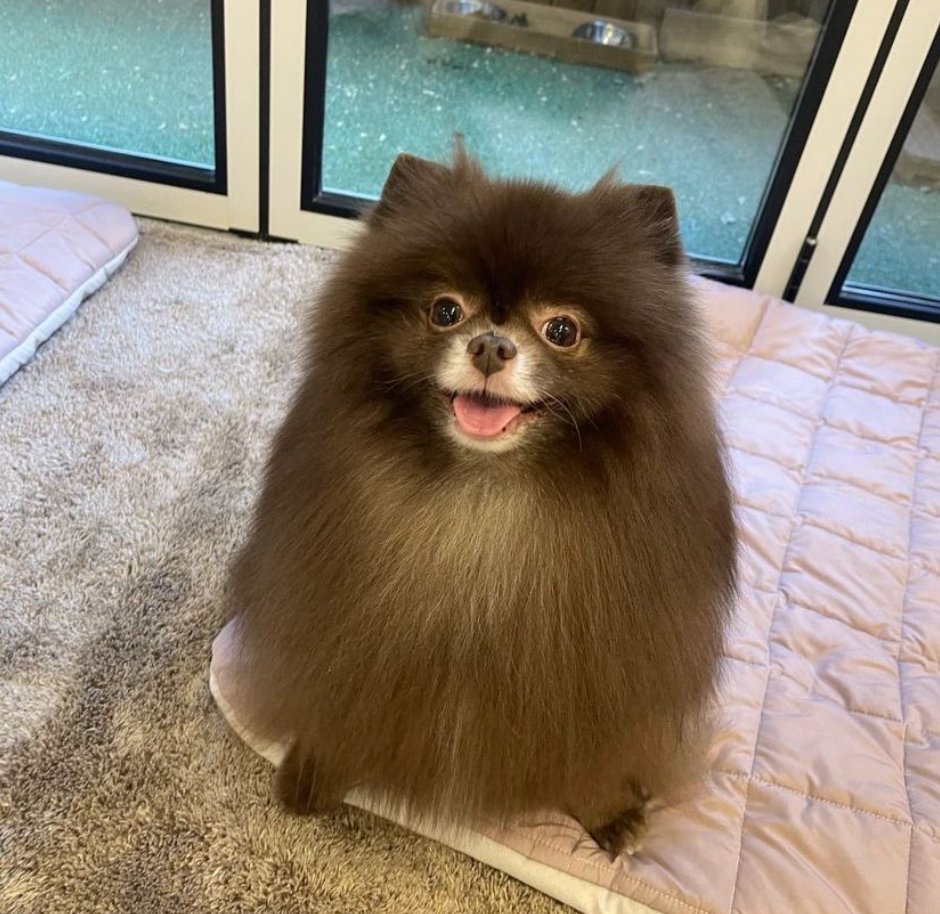 [잡담] 제니 옆에 쿠마 표정봐ㅋㅋㅋㅋㅋㅋㅋㅋㅋㅋㅋ 인스티즈(instiz) (K)POP/예능