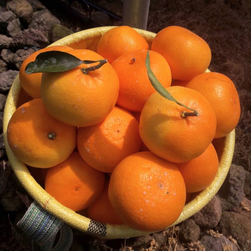 ✨무료배송✨ 제주도에서 부모님이 직접하시는 천혜향 팔아요 ! 🍊 | 인스티즈