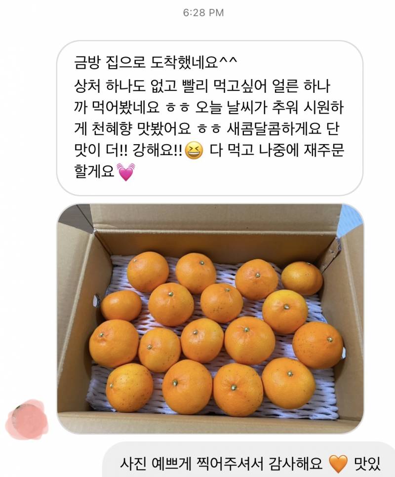 ✨무료배송✨ 제주도에서 부모님이 직접하시는 천혜향 팔아요 ! 🍊 | 인스티즈