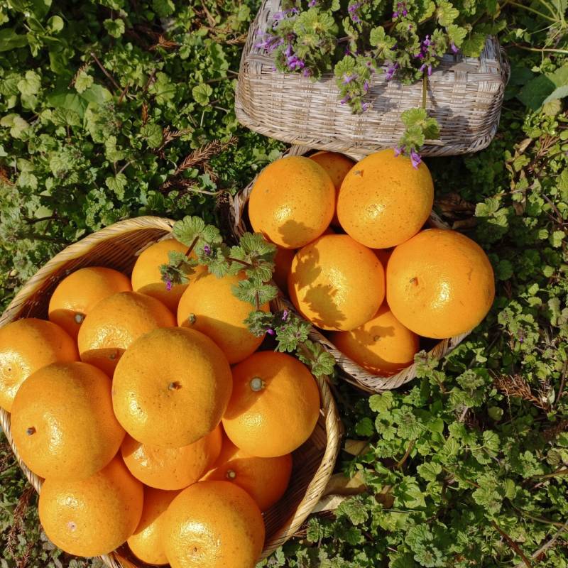 ✨무료배송✨ 제주도에서 부모님이 직접하시는 천혜향 팔아요 ! 🍊 | 인스티즈