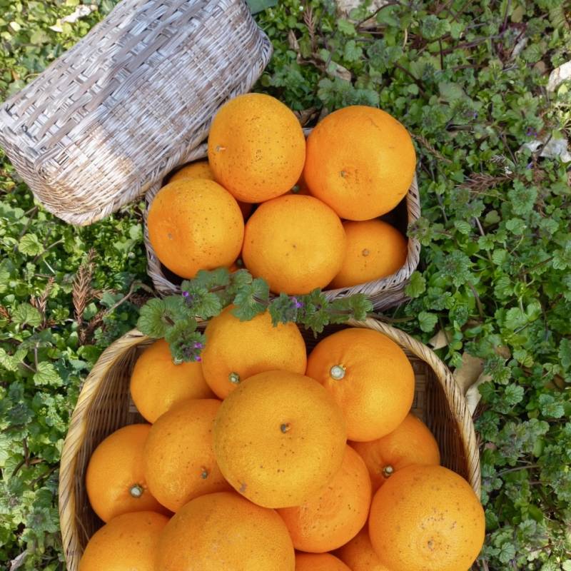 ✨무료배송✨ 제주도에서 부모님이 직접하시는 천혜향 팔아요 ! 🍊 | 인스티즈