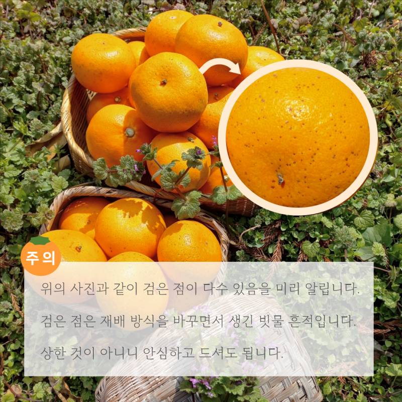 ✨무료배송✨ 제주도에서 부모님이 직접하시는 천혜향 팔아요 ! 🍊 | 인스티즈