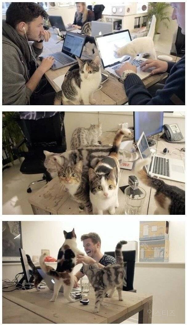 고양이 장난감 회사 사무실 | 인스티즈