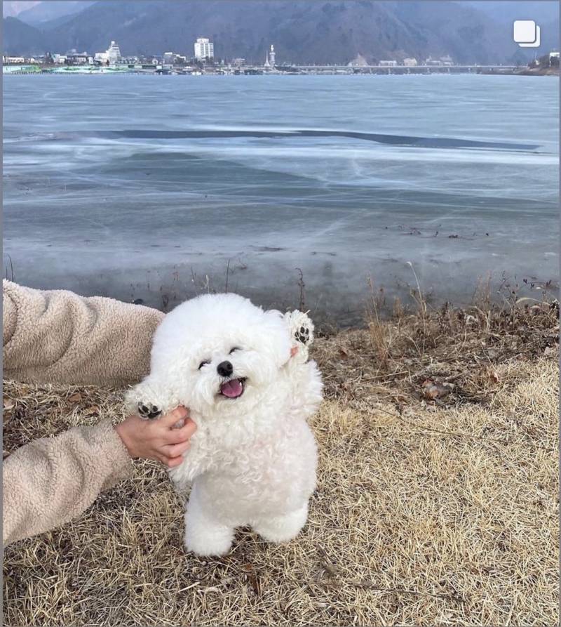 이 강아지 너무 귀엽지않아?!!!!! | 인스티즈