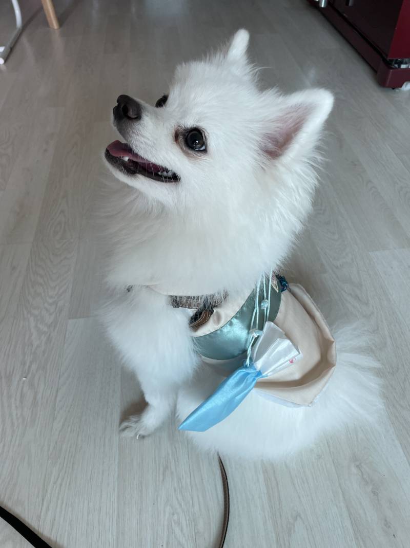 투표하고 왔는데 난 파란옷이 없어서 | 인스티즈