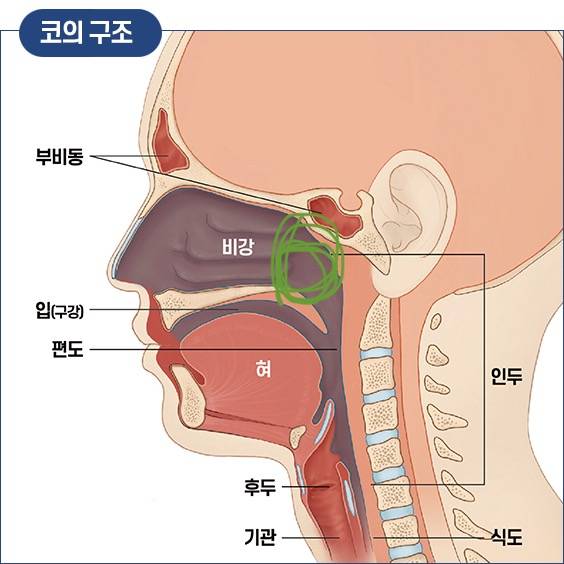 익들아 여기 아프면 인후통이야? | 인스티즈