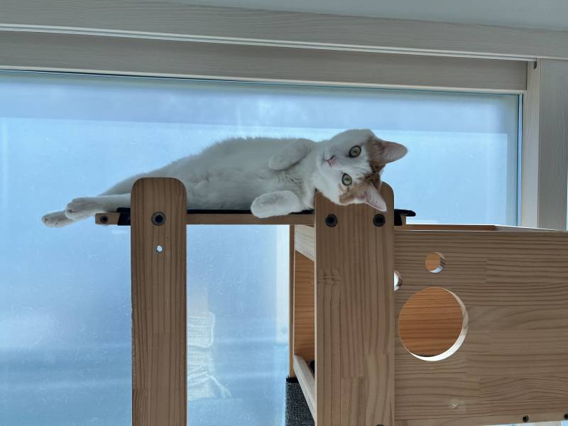 울 고양이 아이돌이였으면 직캠으로 대박낫을걸 | 인스티즈