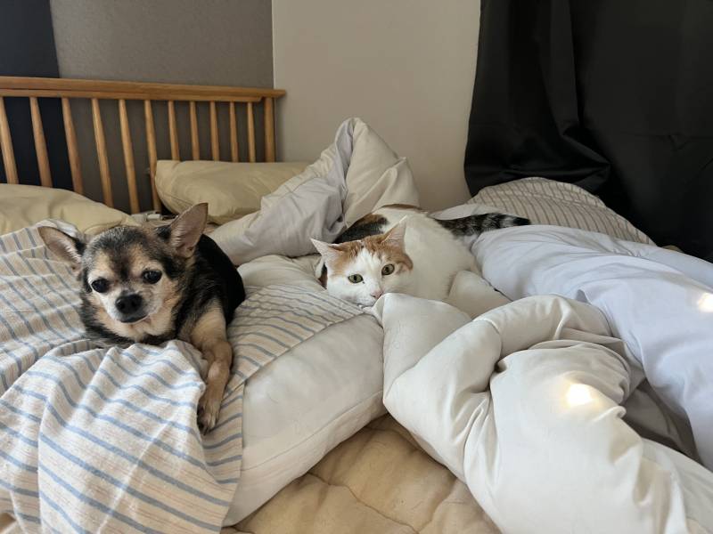 울 고양이 아이돌이였으면 직캠으로 대박낫을걸 | 인스티즈