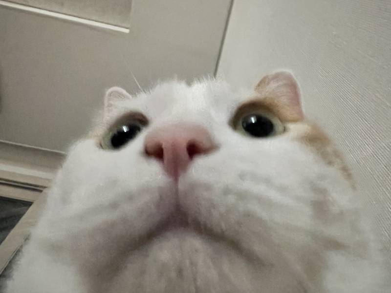 울 고양이 아이돌이였으면 직캠으로 대박낫을걸 | 인스티즈