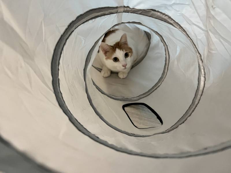 울 고양이 아이돌이였으면 직캠으로 대박낫을걸 | 인스티즈