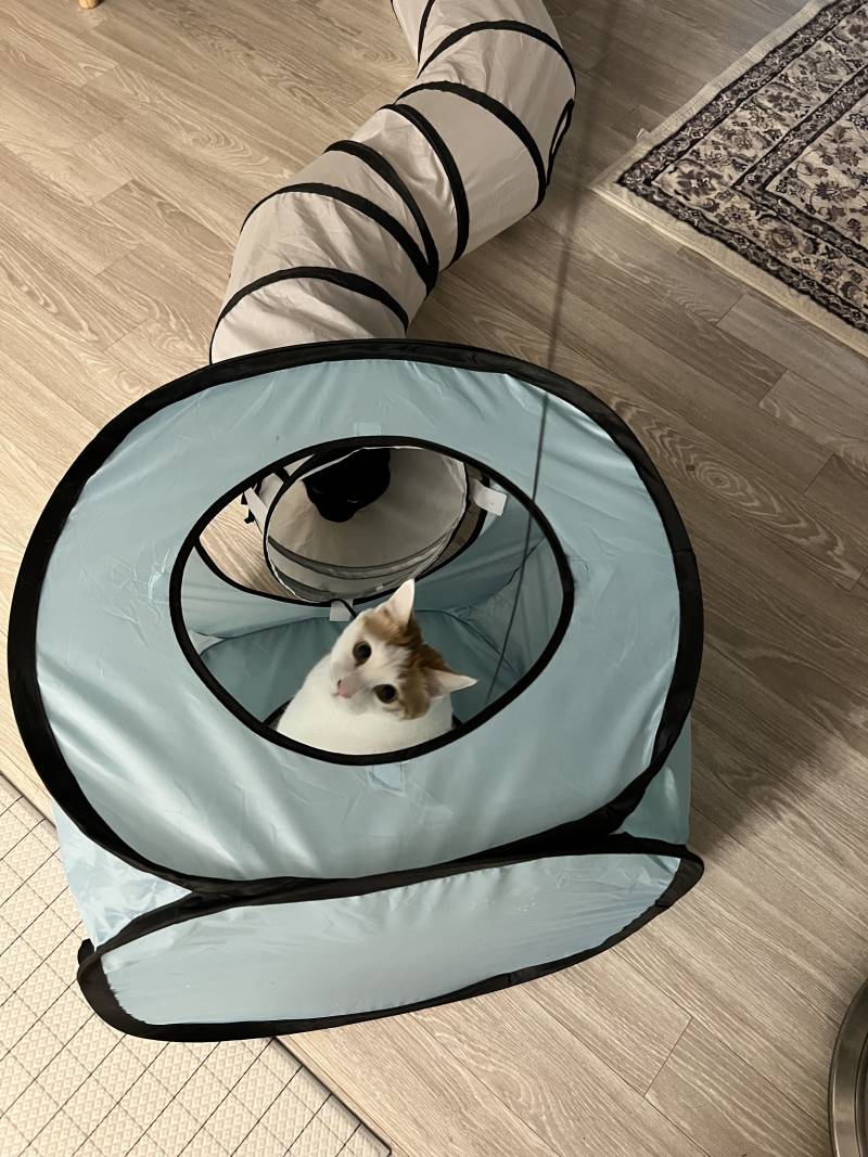 울 고양이 아이돌이였으면 직캠으로 대박낫을걸 | 인스티즈