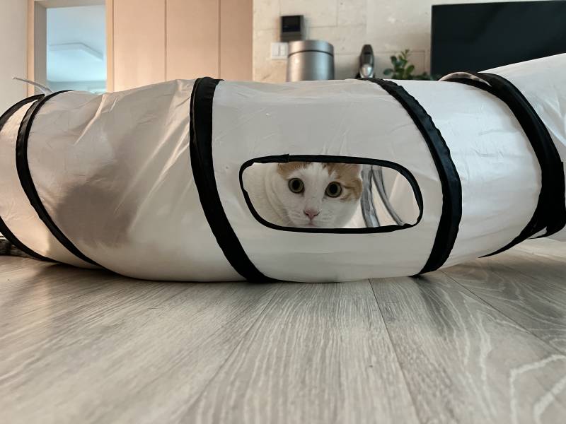 울 고양이 아이돌이였으면 직캠으로 대박낫을걸 | 인스티즈