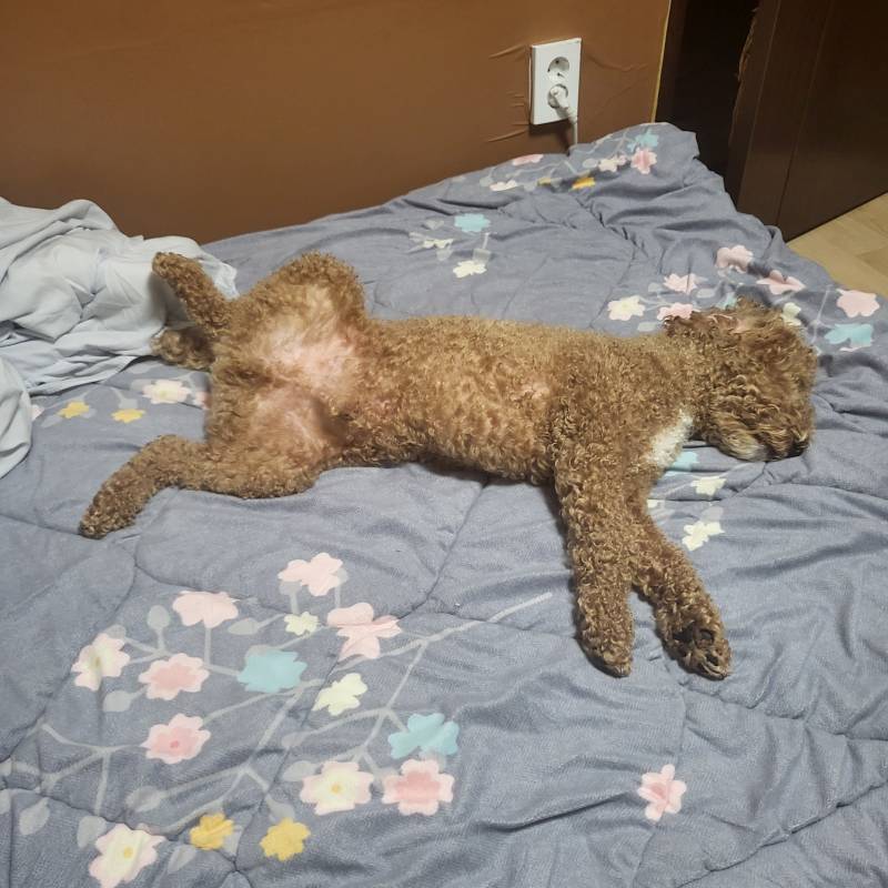 울집 강아지 진짜 크지않아?? | 인스티즈