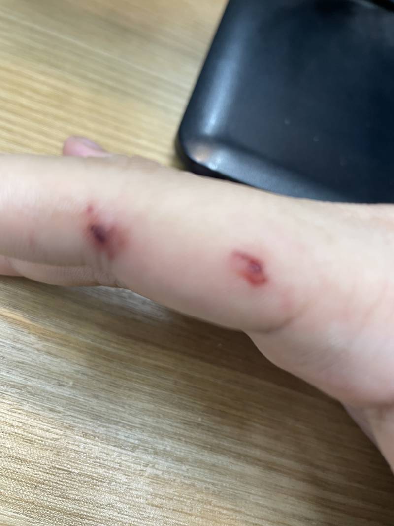 (ㅎㅇㅈㅇ) 강아지 키울거면 진짜 꼭 어릴때 기강잡아라... | 인스티즈