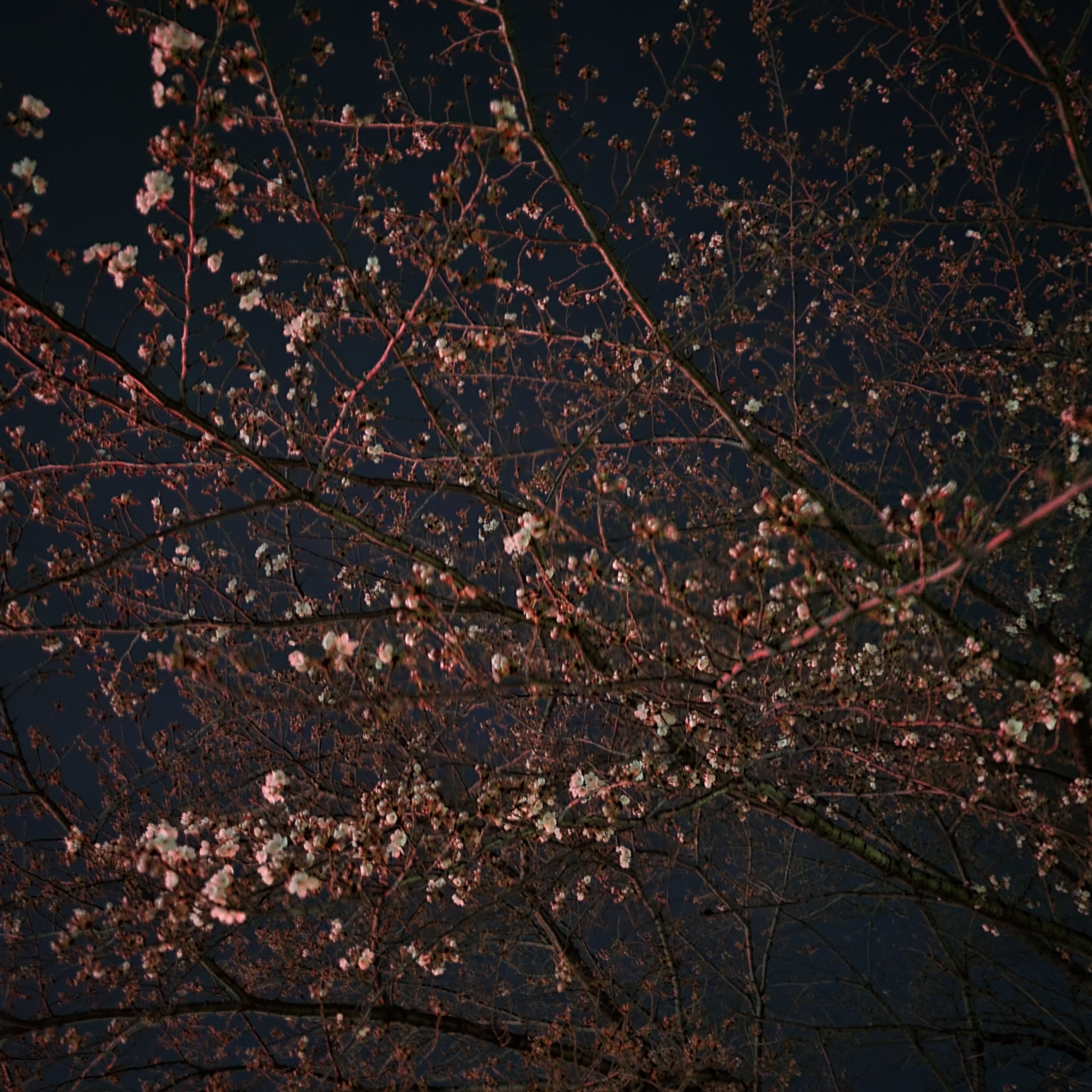 밤에 보는 벚꽃 설렌다 | 인스티즈