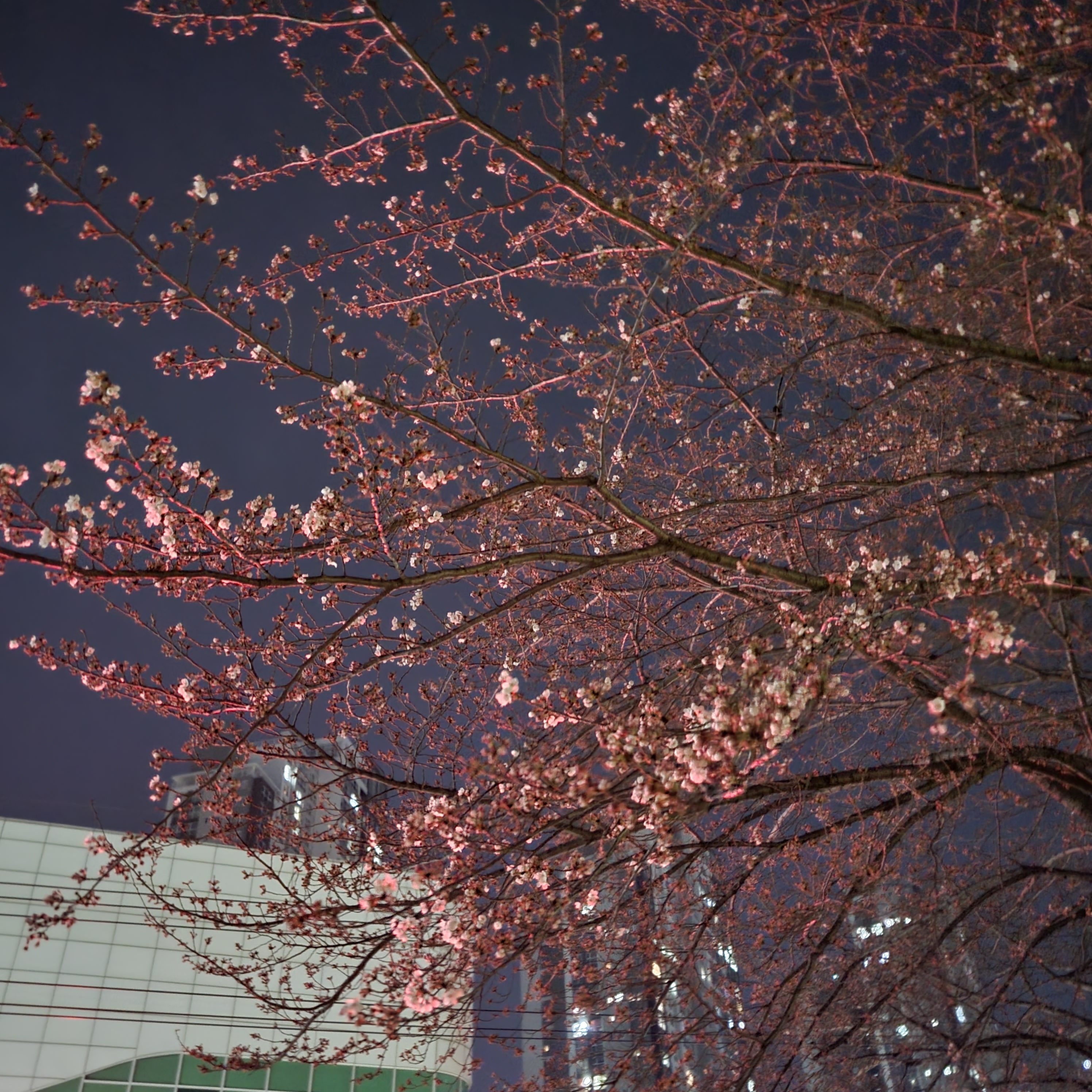 밤에 보는 벚꽃 설렌다 | 인스티즈