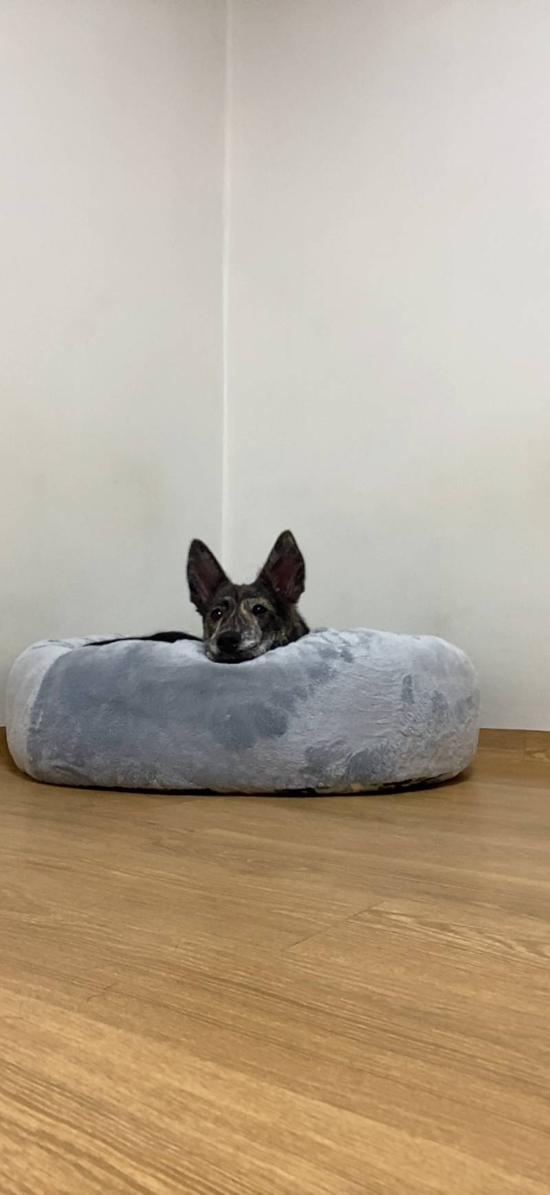 개인줄 알고 입양했는데 사막여우였어 | 인스티즈