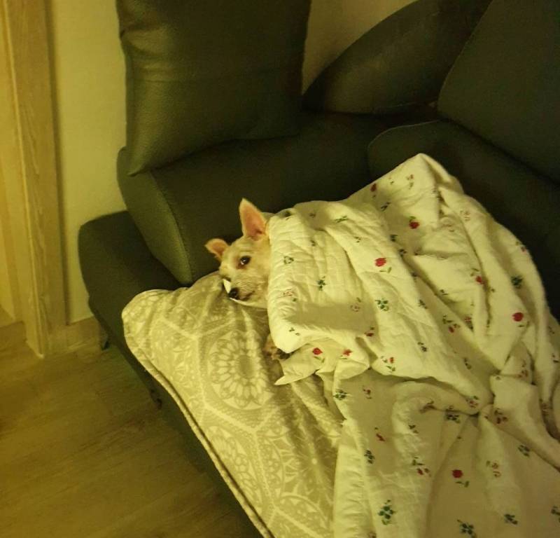 우리집 🐶상전 | 인스티즈