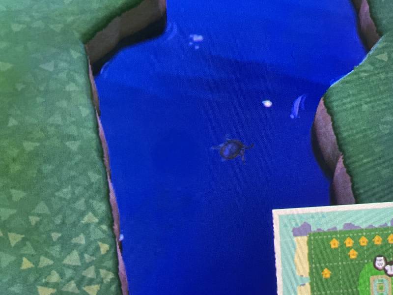 모동숲 이거 어떻게 잡아? | 인스티즈