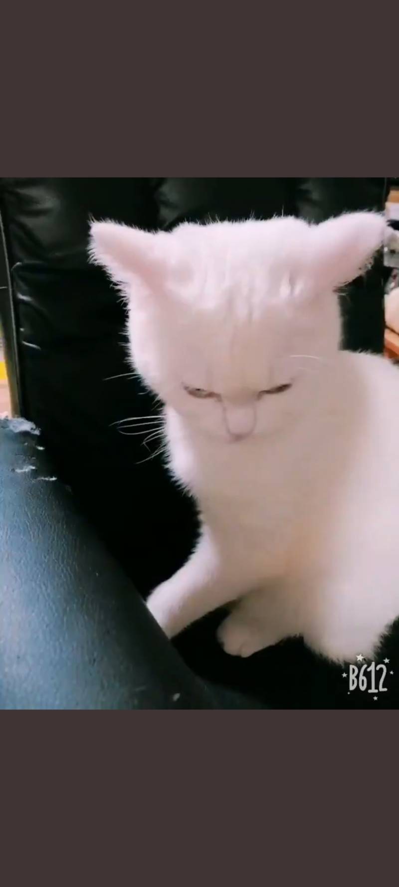 아 ㅋㅋㅋ이 고양이 너무ㅜ웃김 ㅜㅠ | 인스티즈