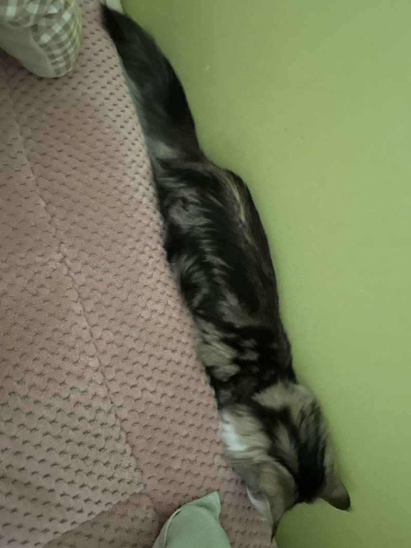 울집 고양이 어이없음 | 인스티즈