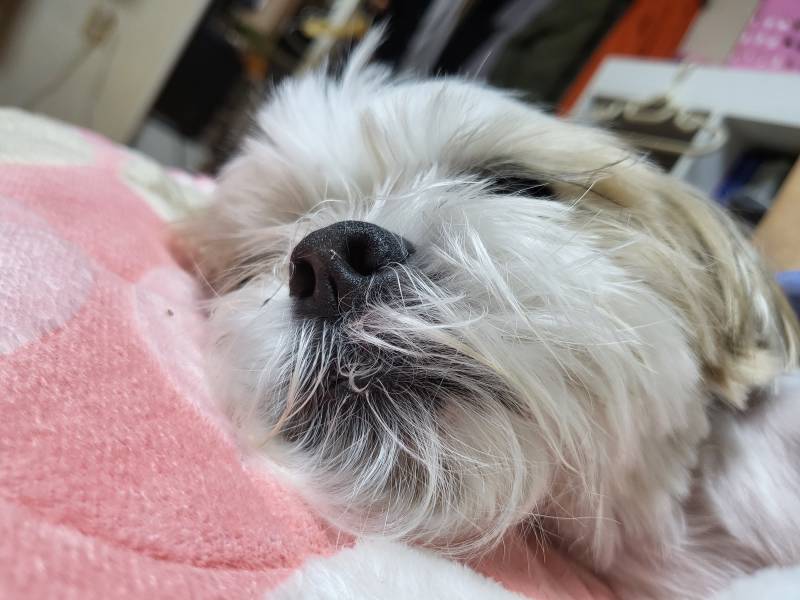 아 알바중인데 우리집 몽실이가 보거싶어... | 인스티즈