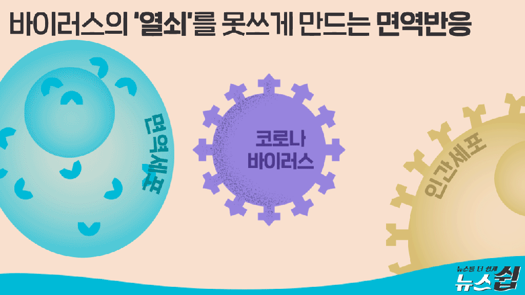 헐 코로나에 걸리는 원리랑 백신의 작동 원리래 | 인스티즈