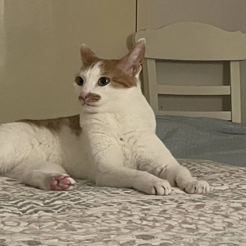 울집 괭이 보고싶다....^^ | 인스티즈