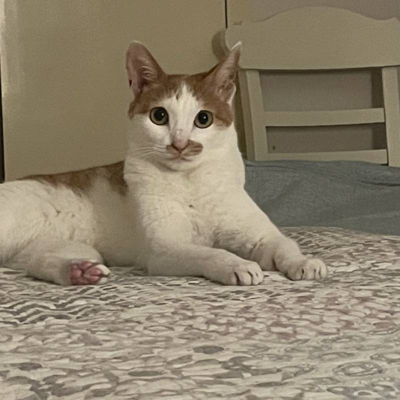 울집 괭이 보고싶다....^^ | 인스티즈