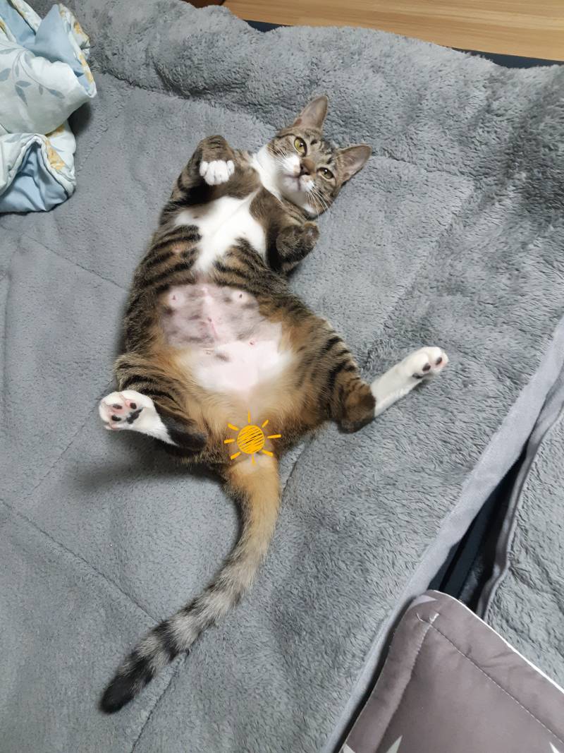 고양이 확대범 | 인스티즈