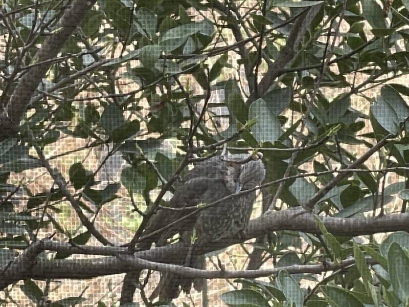 밥 먹는데 나무에 새 왔어 | 인스티즈