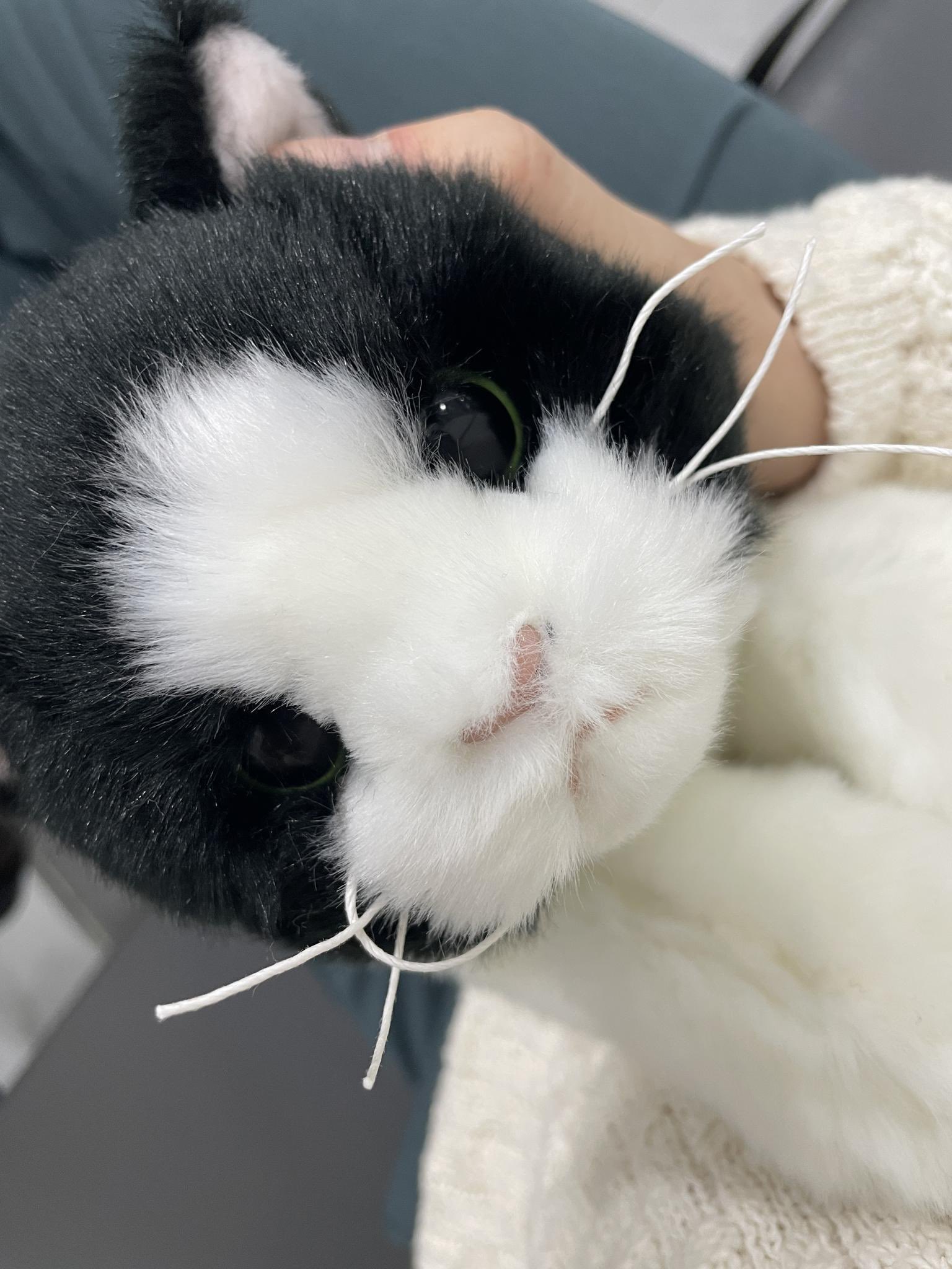 [잡담] 이 고냥이 사진.. 어디서 나왔는지 아는 사럼(주어 몬엑 아이엠) | 인스티즈