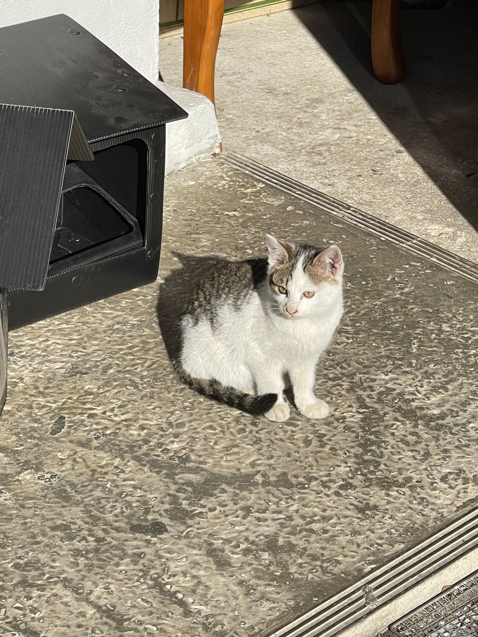 [잡담] 내남편이 찍은 고양이 사진 | 인스티즈