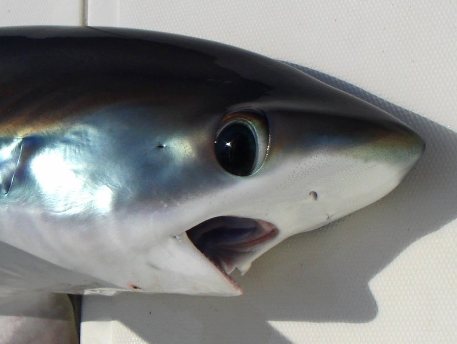 [잡담] 정국 닮은꼴 | 인스티즈