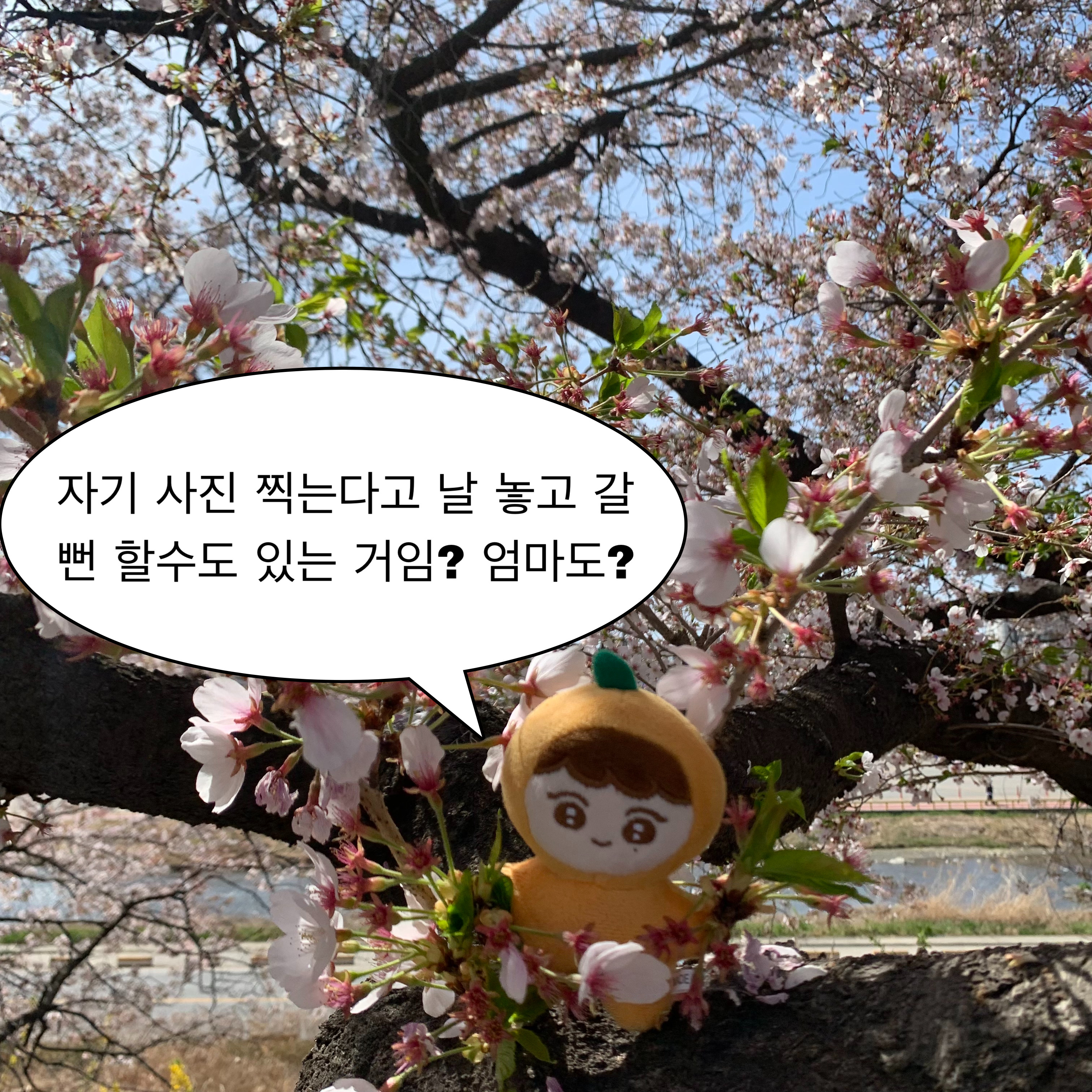 [잡담] 난 버보카도와 뿌라봉 둘 다 가졌지 하하 | 인스티즈