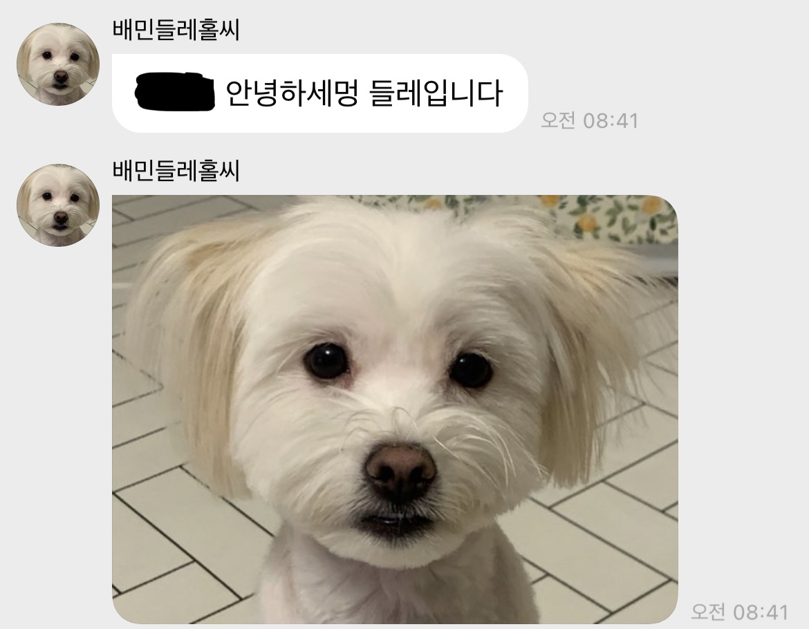 [잡담] 얘들아 우리애 여동생(강아지) 좀 봐봐 너무 귀여워 진짜 | 인스티즈